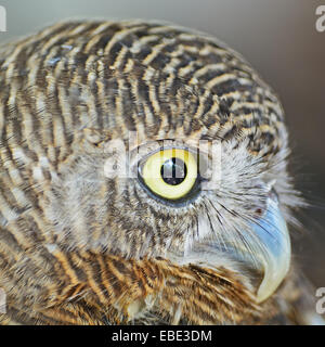 Vogel, asiatische verjährt Owlet (Glaucidium Cuculoides) braun Gesicht Profil Stockfoto