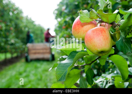 Äpfel am Baum im Vordergrund mit den Bauern die Ernte im Hintergrund, Deutschland Stockfoto