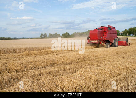 Mähdrescher in Weizen Feld schneiden Weizen, Deutschland Stockfoto