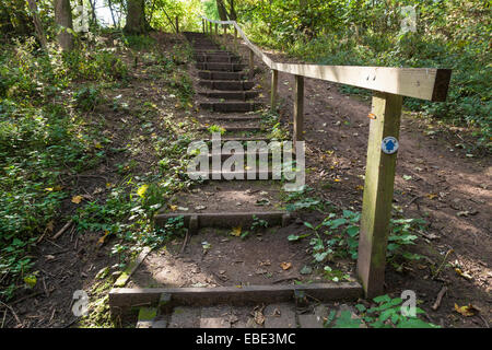 Schritte auf einem steilen Hang auf einem Pfad durch den Wald. Colwick Woods, Nottingham, England, UK. Stockfoto