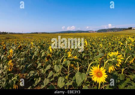 Feld von Sonnenblumen, Val d ' Orcia, Provinz Siena, Toskana, Italien Stockfoto