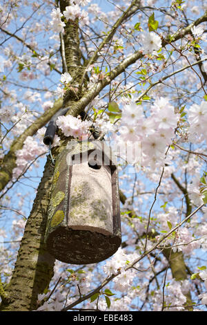 Vogelhaus hängen im Baum mit Cherrry Blüten, Hamburg, Deutschland Stockfoto