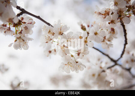 Nahaufnahme der Kirsche blüht im Frühjahr, USA Stockfoto