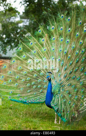 Indische Pfau Anzeige Gefieder Stockfoto