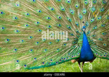 Indische Pfau Anzeige Gefieder Stockfoto