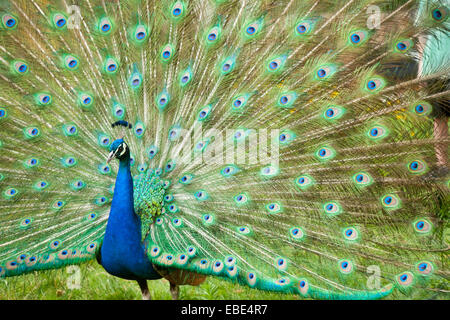 Indische Pfau Anzeige Gefieder Stockfoto