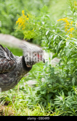 Südlichen Screamer (Chauna Torquata) unter Unterholz, Tracy Aviary, Salt Lake City, Utah, USA Stockfoto