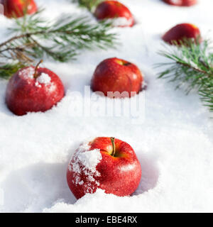 Rote Äpfel dekoriert immergrüne Zweigen auf weißen Schnee Stockfoto