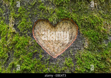 Herz-Carved in moosigen europäische Buche (Fagus Sylvatica) Baumstamm, Odenwald, Hessen, Deutschland Stockfoto