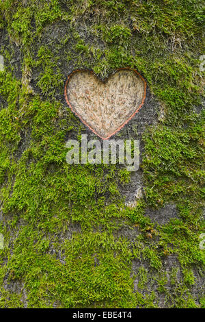 Herz-Carved in moosigen europäische Buche (Fagus Sylvatica) Baumstamm, Odenwald, Hessen, Deutschland Stockfoto