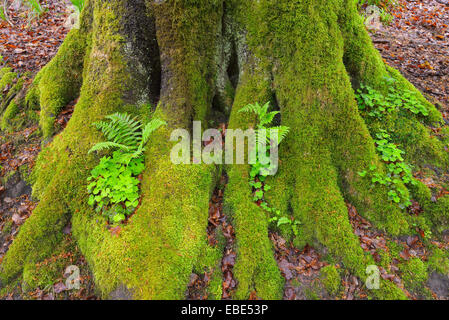 Moosigen europäische Buche Baumstamm (Fagus Sylvatica) mit Farnen und Kleeblätter, Spessart, Bayern, Deutschland Stockfoto