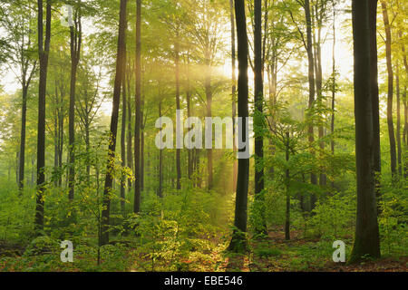 Sonnenstrahlen in Buche (Fagus Sylvatica) Wald, Spessart, Bayern, Deutschland Stockfoto