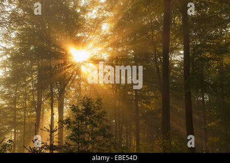 Sonnenstrahlen in Buche (Fagus Sylvatica) Wald, Spessart, Bayern, Deutschland Stockfoto