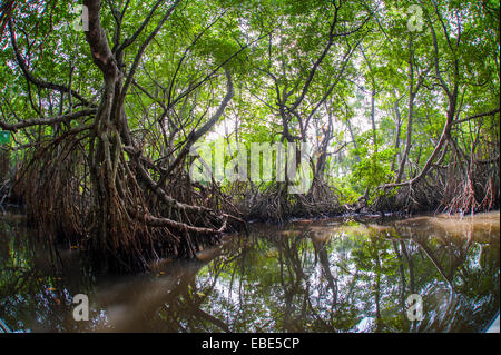 Mangrovenwald und Fluss auf der südlichen Provinz, Sri Lanka, Distrikt Galle, Ahungalla, Bootsfahrt Stockfoto