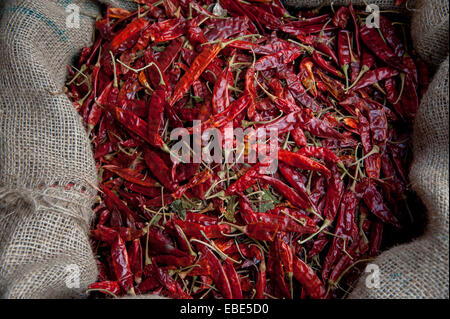 Getrocknete rote Chilischoten auf braune Sackleinen, südliche Provinz, Sri Lanka, Bentota, Distrikt Galle Stockfoto