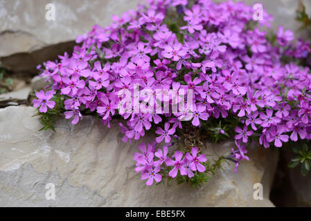 Nahaufnahme der schleichende Phlox (Phlox Subulata) blüht in Stonewall in Frühling, Bayern, Deutschland Stockfoto