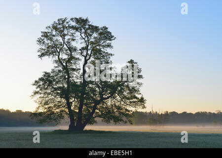 Baum (Schwarz-Erle) am frühen Morgen, Nature Reserve Moenchbruch, Mörfelden-Walldorf, Hessen, Deutschland, Europa Stockfoto