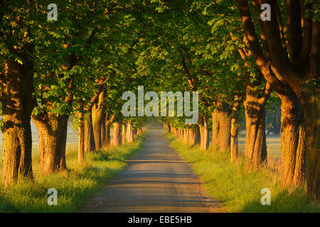 Kastanien gesäumten Straße im frühen Morgenlicht, Nature Reserve Moenchbruch, Mörfelden-Walldorf, Hessen, Deutschland, Europa Stockfoto