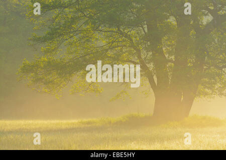 Baum (Schwarz-Erle) im morgendlichen Nebel bei Sonnenaufgang, Nature Reserve Moenchbruch, Mörfelden-Walldorf, Hessen, Deutschland, Europa Stockfoto