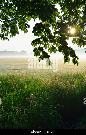 Zweige von einem Kastanienbaum und Feld Morgen Nebel, Nature Reserve Moenchbruch, Mörfelden-Walldorf, Hessen, Deutschland, Europa Stockfoto