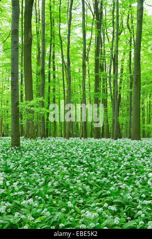 Europäische Buchenwälder (Fagus Sylvatica) mit Bärlauch (Allium Ursinum), Nationalpark Hainich, Thüringen, Deutschland, Europa Stockfoto