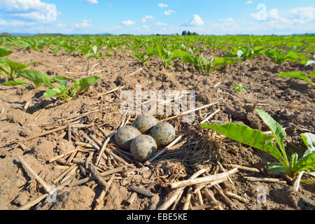 Nest mit Eiern ein Kiebitz (Vanellus Vanellus) in Zuckerrüben Bereich in Frühling, Hessen, Deutschland, Europa Stockfoto