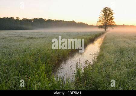 Baum im Feld im frühen Morgenlicht, Nature Reserve Moenchbruch, Mörfelden-Walldorf, Hessen, Deutschland, Europa Stockfoto