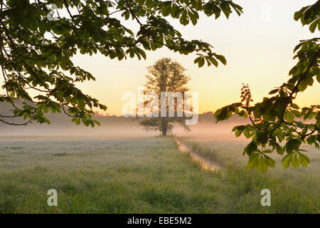 Baum-Branche und Baum in Feld in frühen Mornging Licht, Nature Reserve Moenchbruch, Mörfelden-Walldorf, Hessen, Deutschland, Europa Stockfoto