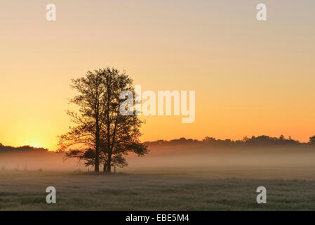 Baum und eingereicht bei Sonnenaufgang, Nature Reserve Moenchbruch, Mörfelden-Walldorf, Hessen, Deutschland, Europa Stockfoto