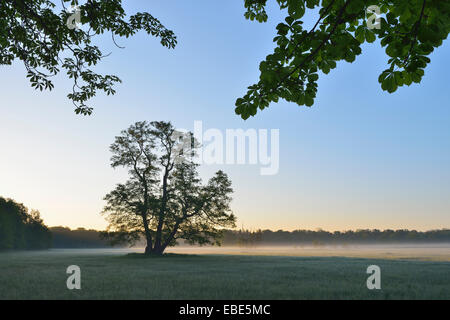 Baum (Schwarz-Erle) in Feld am frühen Morgen, Nature Reserve Moenchbruch, Mörfelden-Walldorf, Hessen, Deutschland, Europa Stockfoto