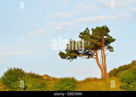 Pinie am Dornbusch, Sommer, Ostsee Insel Hiddensee, Ostsee, Vorpommern, Deutschland Stockfoto