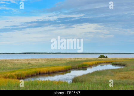 See mit Schilf am Ufer in Vitte, Ostsee Insel Hiddensee, Ostsee, Sommer, Western Pomerania, Deutschland Stockfoto