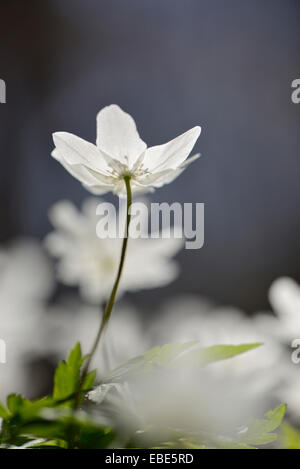 Nahaufnahme von Buschwindröschen (Anemone Nemorosa) blühen in einem Wald im Frühjahr, Bayern, Deutschland Stockfoto