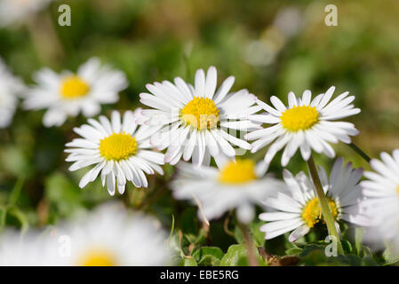 Nahaufnahme des gemeinsamen Gänseblümchen (Bellis Perennis) blühen auf einer Wiese im Frühling, Bayern, Deutschland Stockfoto