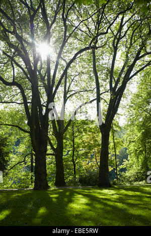 Bäume in einem Park mit Sonnenlicht im Frühling, Deutschland Stockfoto