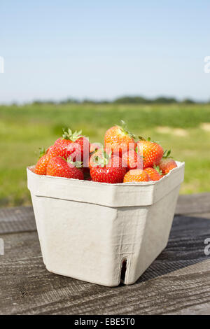 Nahaufnahme von frisch gepflückten Erdbeeren in Box Container auf Tisch im Freien, Deutschland Stockfoto