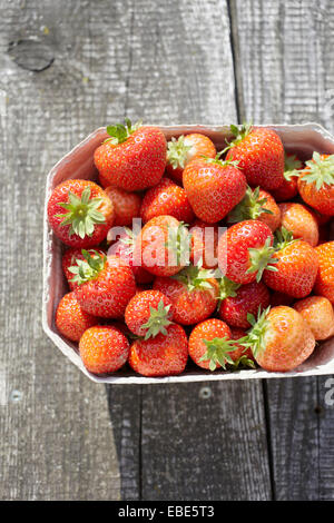 Nahaufnahme von frisch gepflückten Erdbeeren in Box Container auf Tisch im Freien, Deutschland Stockfoto