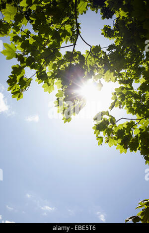 Niedrigen Winkel Blick auf Ästen und blauer Himmel mit Sonne, Deutschland Stockfoto