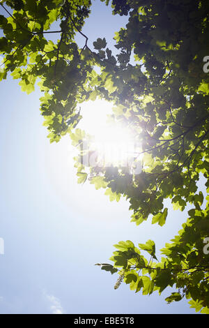 Niedrigen Winkel Blick auf Ästen und blauer Himmel mit Sonne, Deutschland Stockfoto