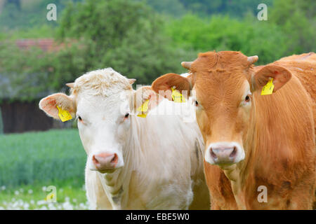 Nahaufnahme der Kühe auf der Wiese, Miltenberg, Bayern, Deutschland, Europa Stockfoto