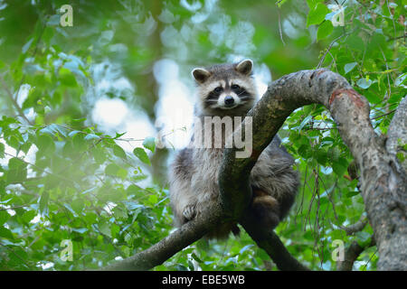 Porträt der Waschbär (Procyon Lotor) im Baum, Hessen, Deutschland, Europa Stockfoto