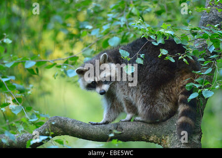 Nahaufnahme der Waschbär (Procyon Lotor) im Baum, Hessen, Deutschland, Europa Stockfoto