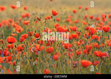Feld mit roten Mohnblumen (Papaver Rhoeas), Pfungstadt, Hessen, Deutschland, Europa Stockfoto