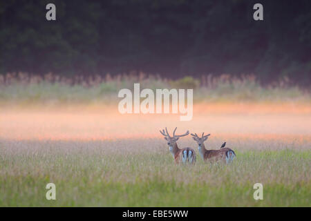 Damhirsche (Cervus Dama) im Feld im Sommer, Hessen, Deutschland, Europa Stockfoto