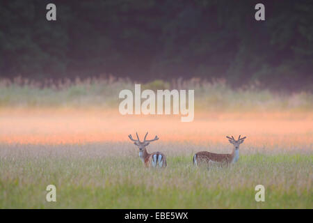 Damhirsche (Cervus Dama) im Feld im Sommer, Hessen, Deutschland, Europa Stockfoto