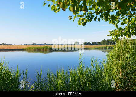 Prerowstrom im Morgen, Prerow, Fischland-Darß-Zingst, Mecklenburg-Western Pomerania, Deutschland Stockfoto