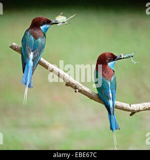 Paar schöne grüne und blaue Vogel, blau-throated Bienenfresser (Merops Viridis), hocken auf einem Ast zurück Profil Stockfoto