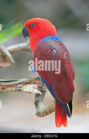 Bunte rote Papagei, weibliche Edelpapagei (Eclectus Roratus), hintere Profil Stockfoto