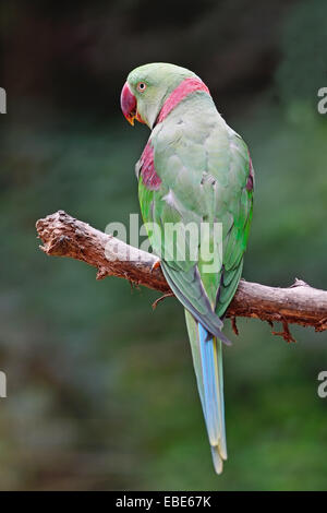 Grüner Papagei Vogel, eine männliche Alexandrine Sittich (Eupatria geflohen), Profil zurück Stockfoto