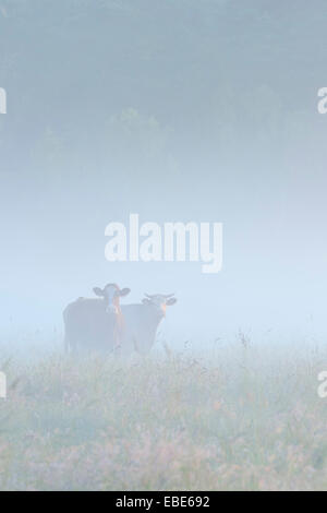 Kühe im Bereich auf Misty Morning, Fischland-Darß-Zingst, Mecklenburg-Western Pomerania, Deutschland Stockfoto